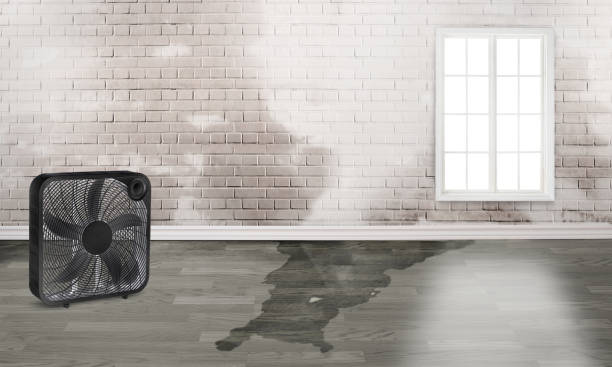 Best Flood damage cleanup  in Lake Park, NC